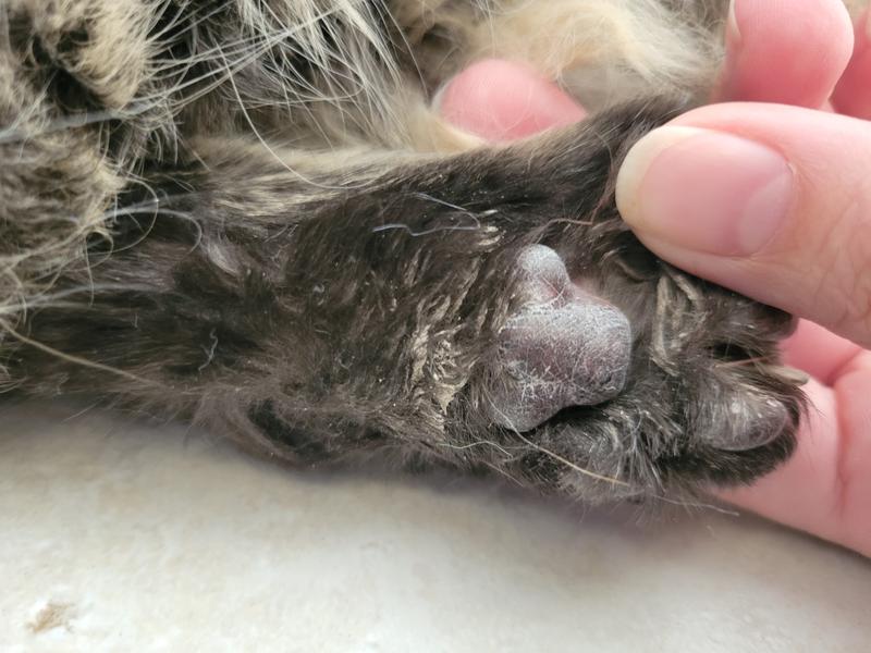 ARM & HAMMER LITTER Clump & Seal AbsorbX Absorbing Unscented MultiCat