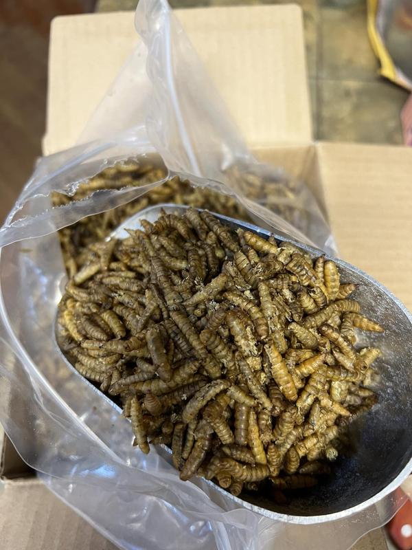 COOHGRUBS Dried Black Soldier Fly Larvae Chicken Treat, 5-lb box ...