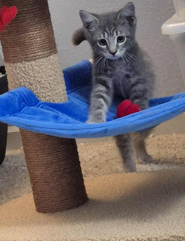 Stormy the kitten he enjoys playing with the hammock and the trees of the tiki hut .