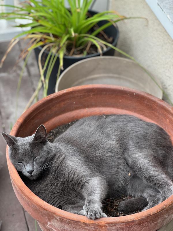 Kaya rules the front yard, now she has a nice immune boost to keep her healthy at her "job".