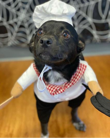 FRISCO Front Walking Chef Dog & Cat Costume, Small 