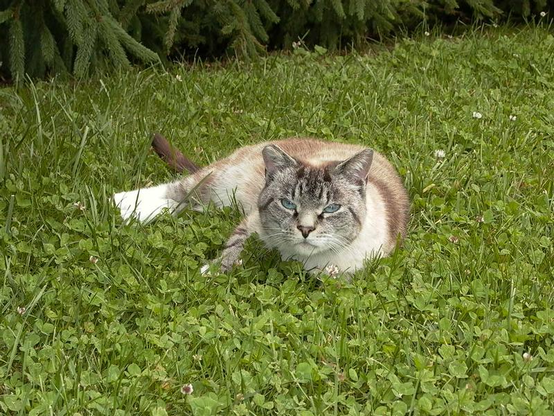 My healthy, handsome Isa in days gone by