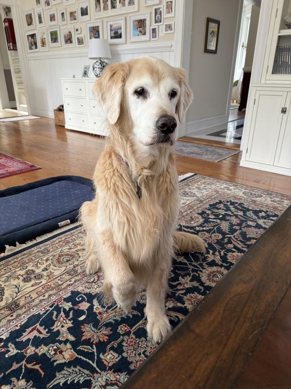 One  lovable 14 and a half year old pup