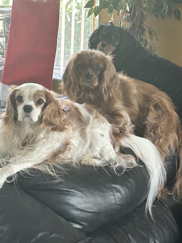 Waiting for their dinner!!