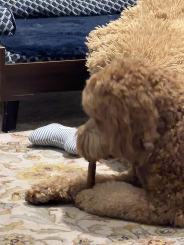 Paxton eating his first Whimzee