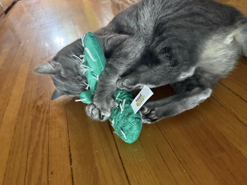 Taji