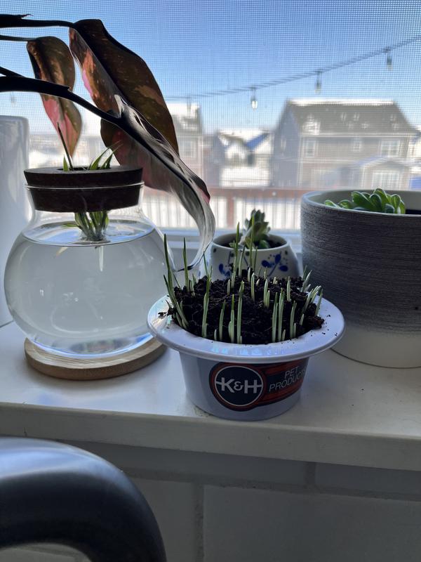 Grass growing after about 7 days