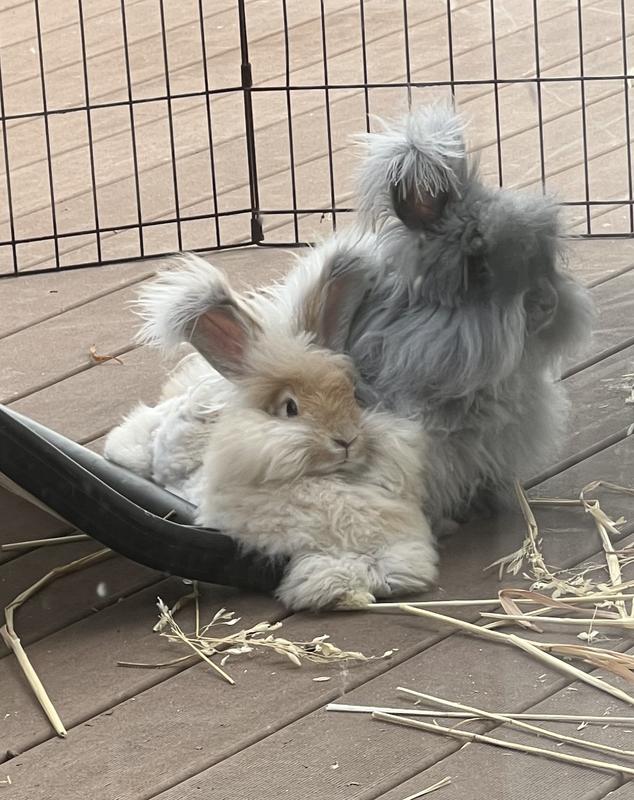 Enjoying some deck time outside. (Oat grass in photo.)