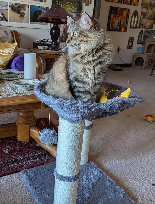 Frisco 20 inch cat tree hotsell