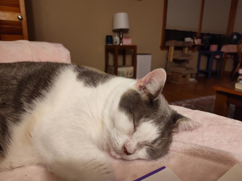 That nose is supposed to be pink, and now it is!