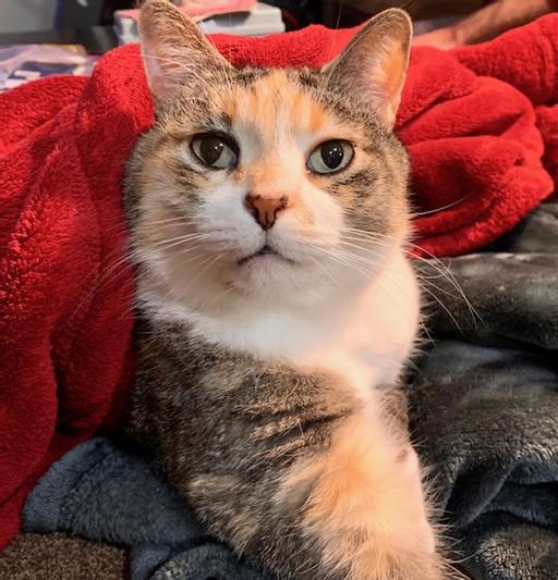 Two blankets--does life get any better?