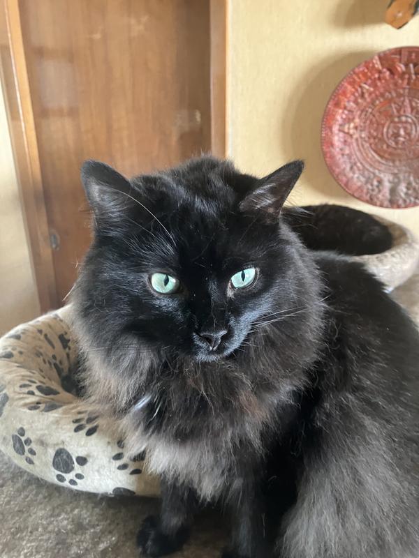 Bertha, in all her floofy glory.