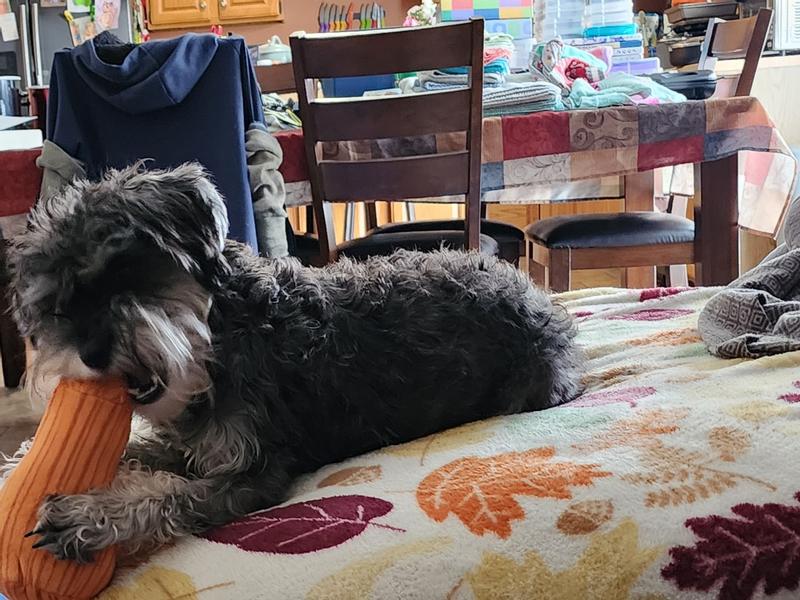 Luna (15 pound Miniature Schnauzer) chewing on "salt" toy