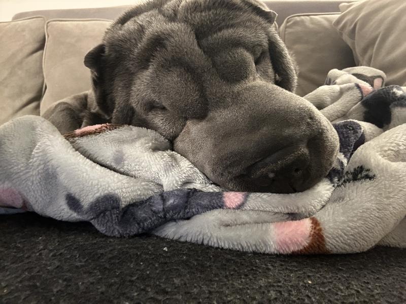 This is Sidney after her Furminator One Earth Hemp Woodland Sage Scented Shampoo after walk rub down...