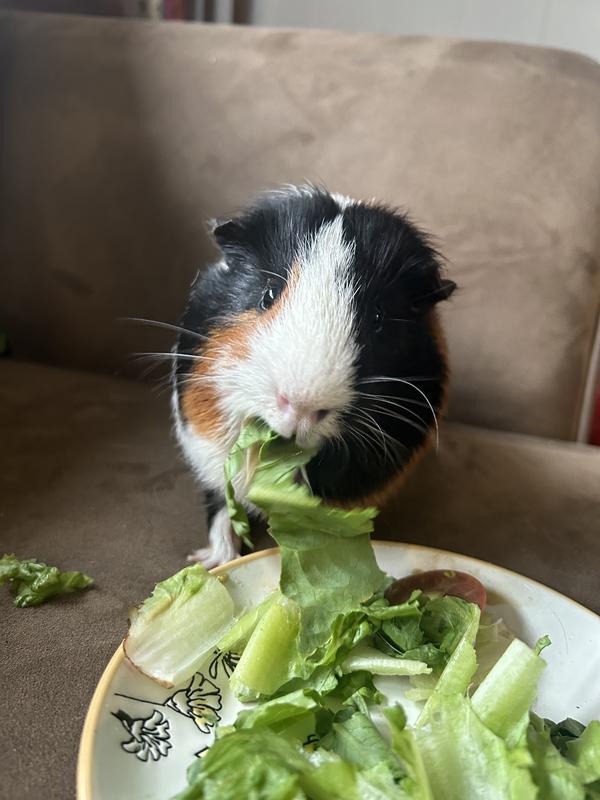 Beefcake the guinea pig enjoying snacks and trying on costumes