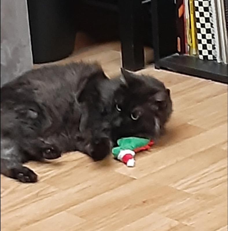 Fuzzy black cat laying on the floor with the santa hat dinosaur under its cheek.
