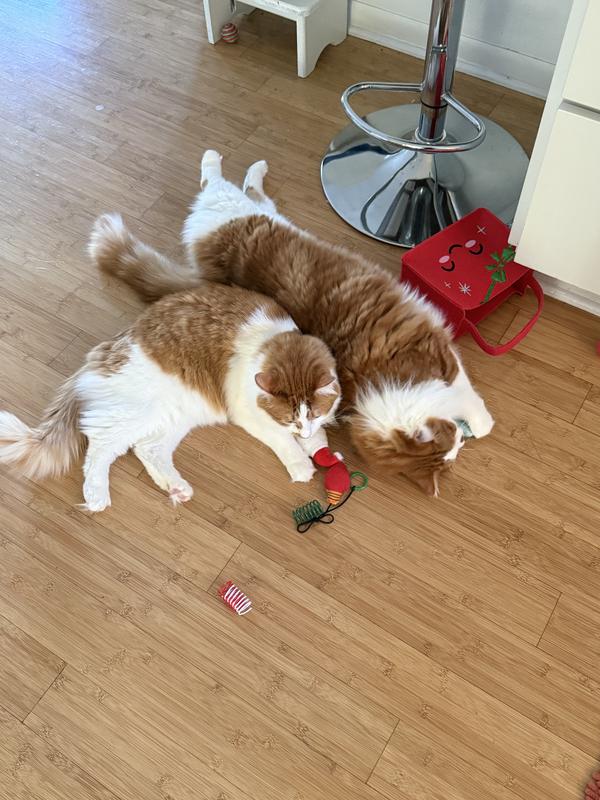 They love them all!