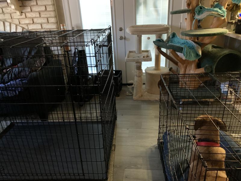 Midwest xxlarge dog crate 54x35x45 best sale