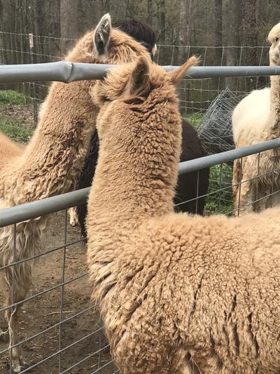 Our Herdsire looks amazing at 3 years.