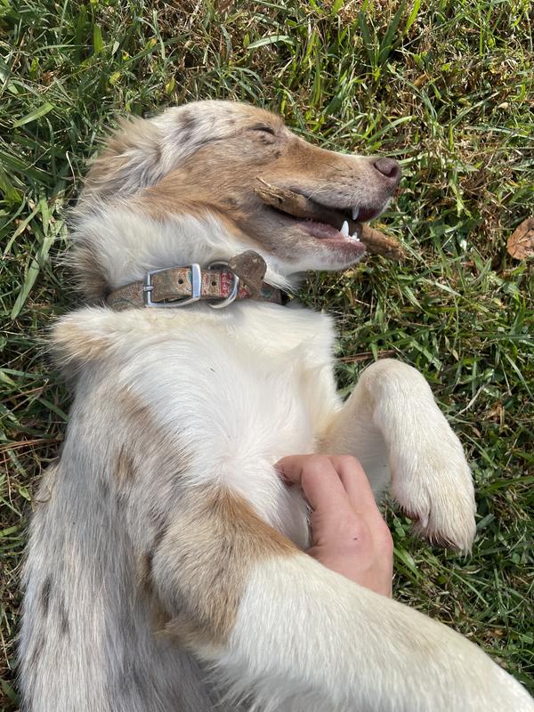 This is where she chewed it.