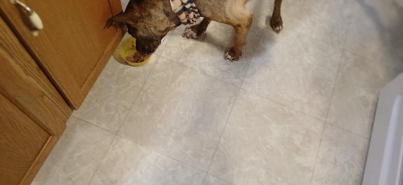 Pushes the bowl around trying to find the best eating angle