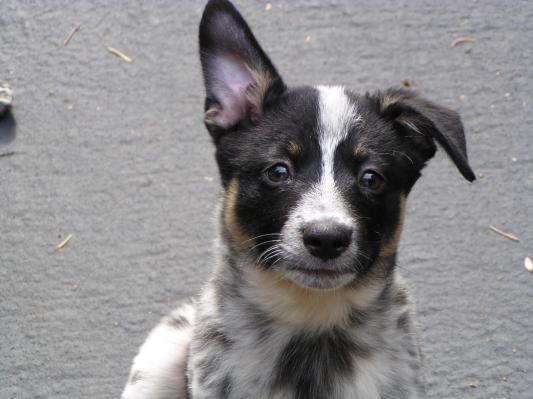 Dingo