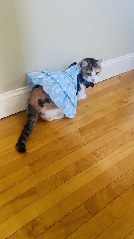 Discontinued - FRISCO Blue Daisies Dog & Cat Dress, X-Large - Chewy.com