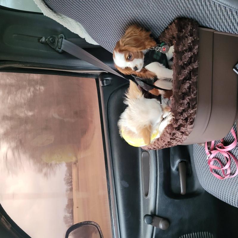 Pet Gear Dog & Cat Bucket Seat Booster