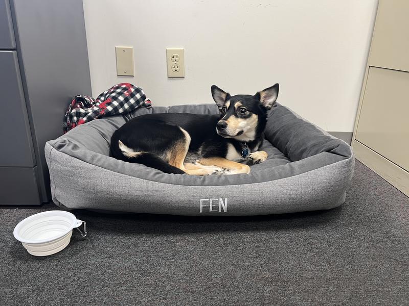 Fen (Fenway) loves his work bed