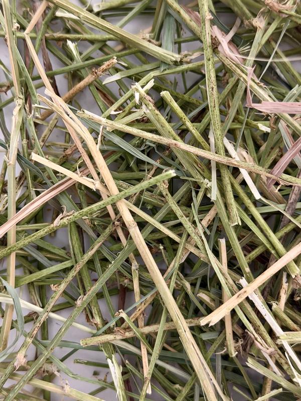 RABBIT HOLE HAY Ultra Premium Hand-Packed Soft Orchard Grass for Small ...