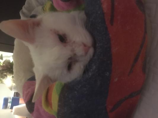 Sick, exhausted Bill when we first brought him home (a much worse day)
