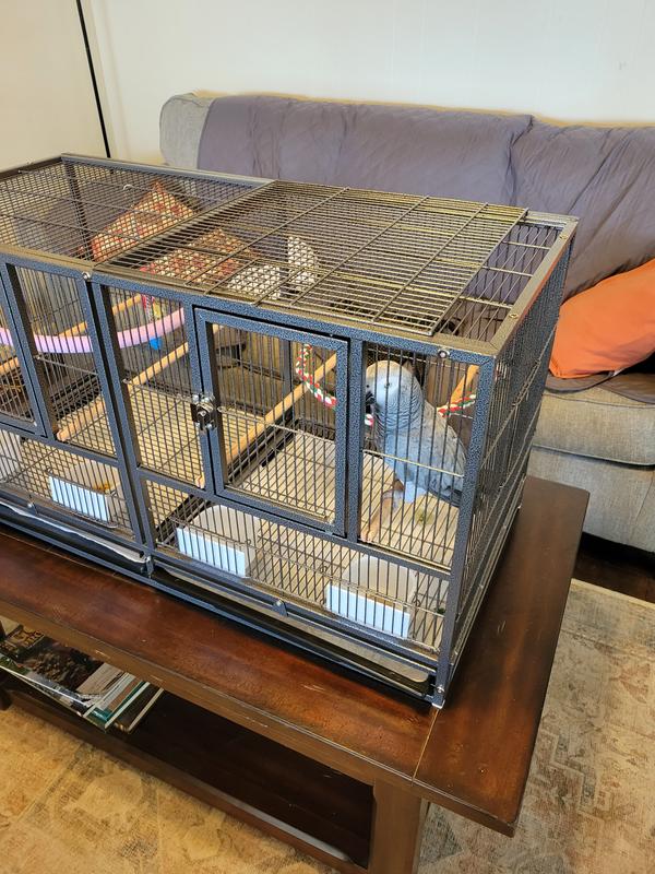 Dixie the traveling parrot