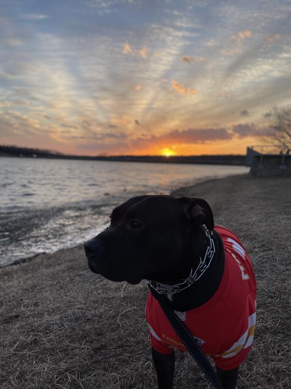 Patrick Mahomes Dog Jersey