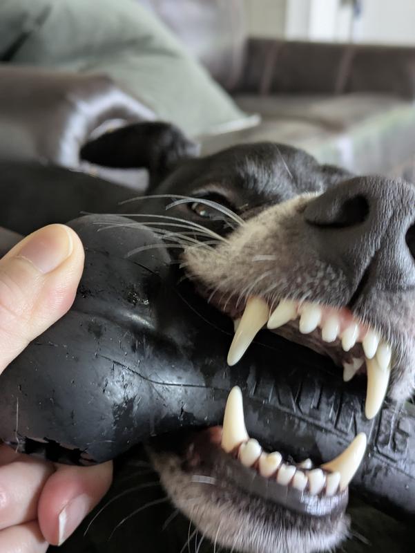 KONG Extreme Goodie Bone Dog Toy