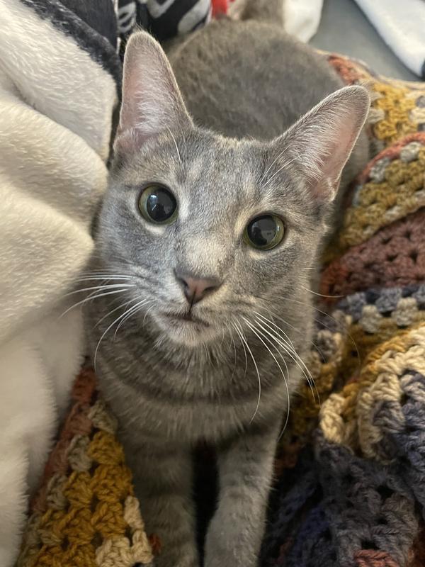 My kitty cat being cute and sweet fr