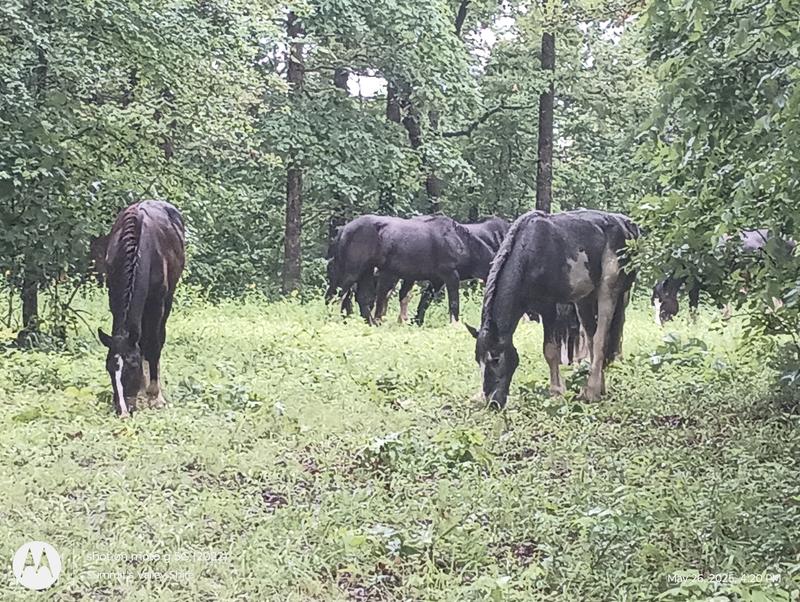 Ah, Spring in the Ozarks!