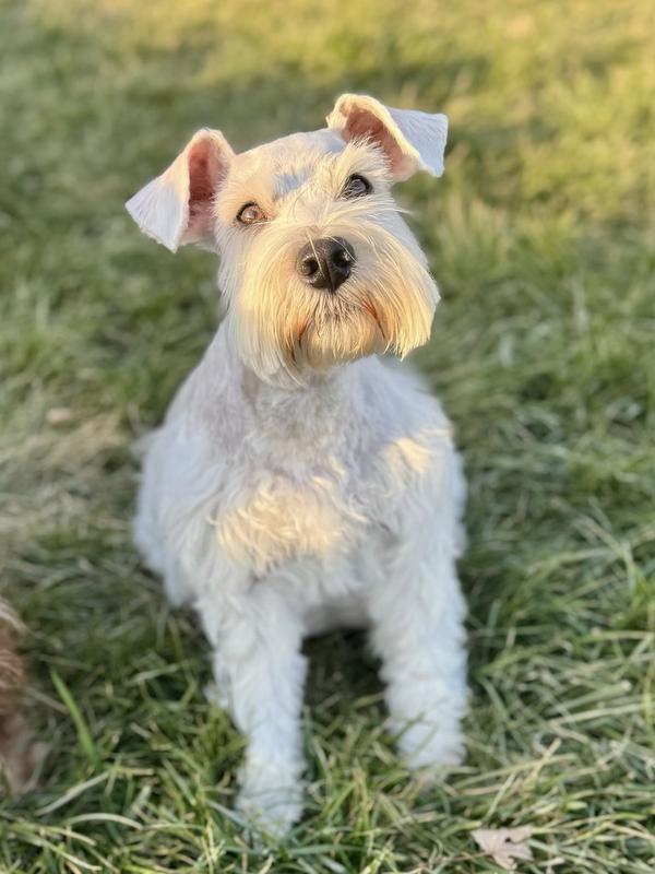 Mahina, majestic and she loves Purina