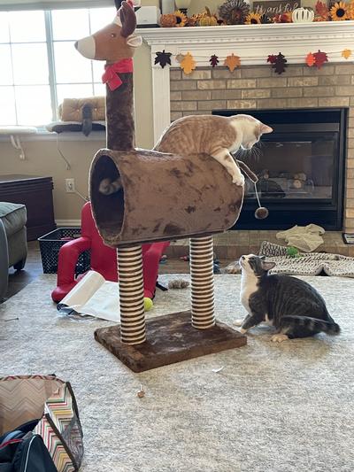 Frisco Holiday 52.3-in Reindeer Cat Scratching Post & Tunnel