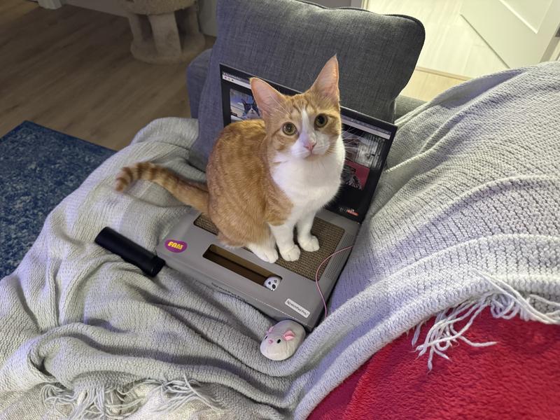 Momo on the computer