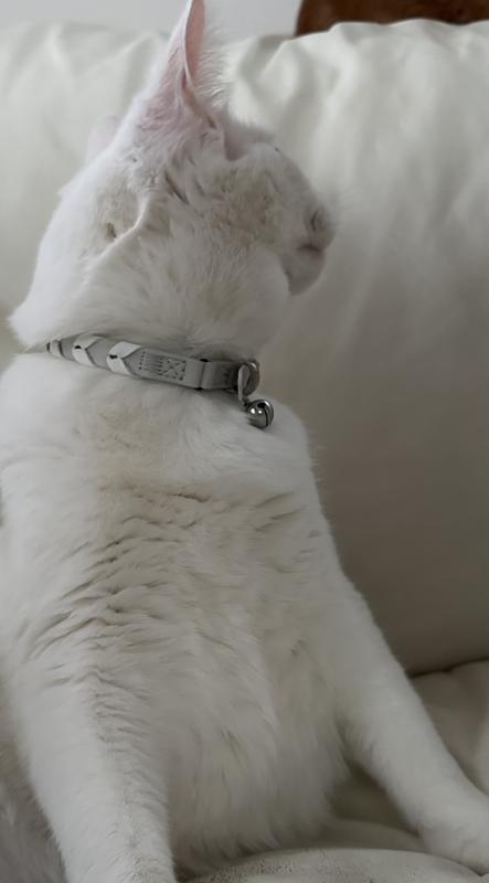 Cat with collar