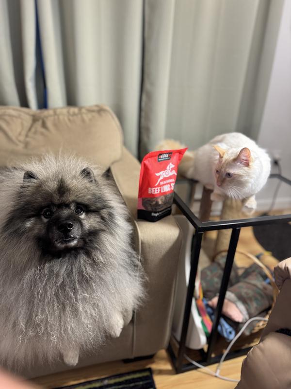 Yogi Bear and Finnegan