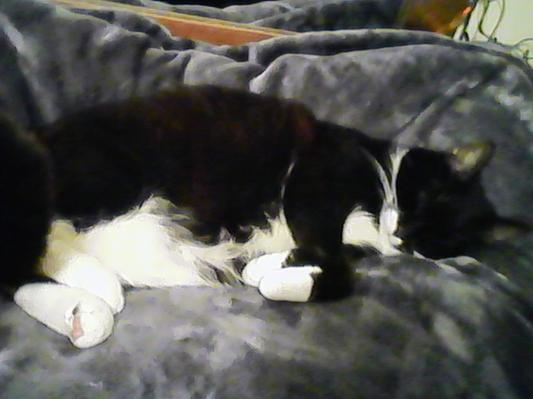 Only the best for my cat, Boo.