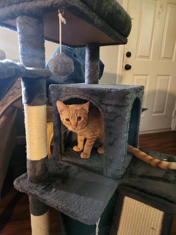 Kitten in a cubby 🥰