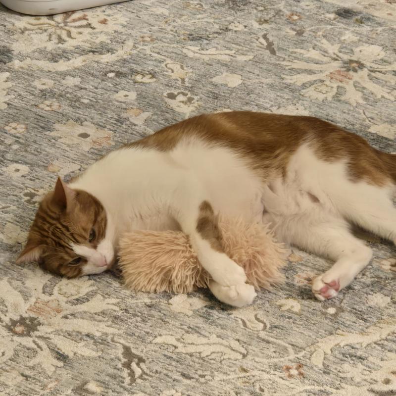 Noodles, snuggling his favorite toy after dinner