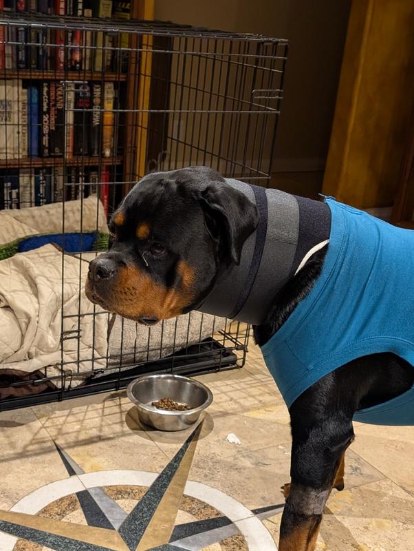 Used the E-Collar in combination with a onesie suit to keep the stitches clean.