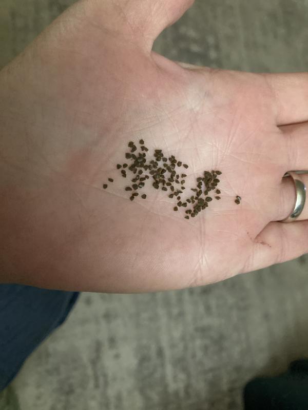 Not for African albino clawed frogs!