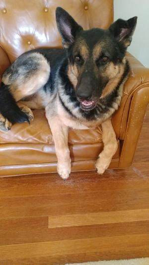 Strider in his favorite chair
