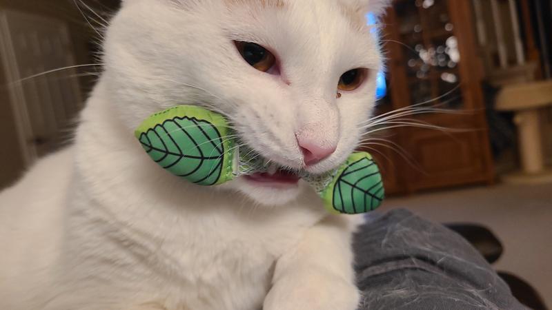 Mint cat toy best sale