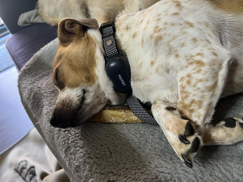 Snoozing with his new collar.