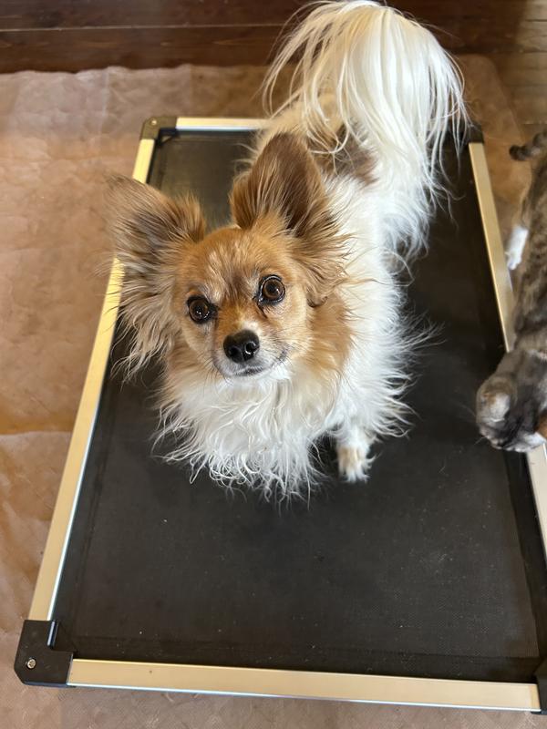 Mattie-Kate on the Titanest Elevated Dog Bed.